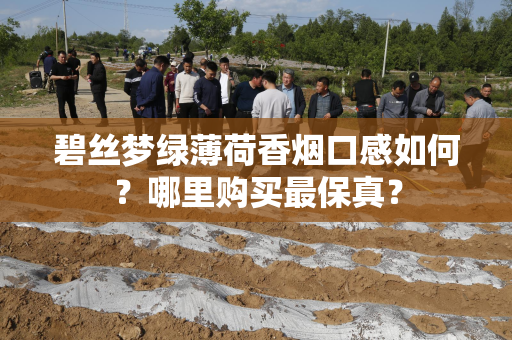 碧丝梦绿薄荷香烟口感如何？哪里购买最保真？