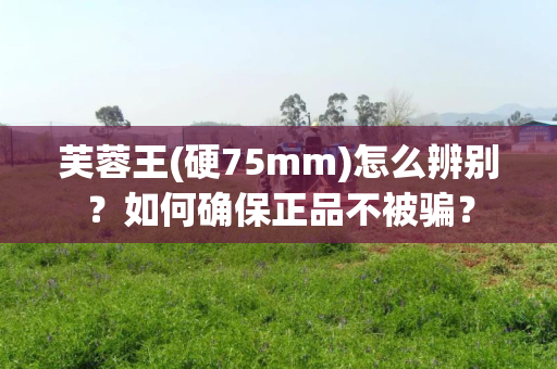 芙蓉王(硬75mm)怎么辨别？如何确保正品不被骗？